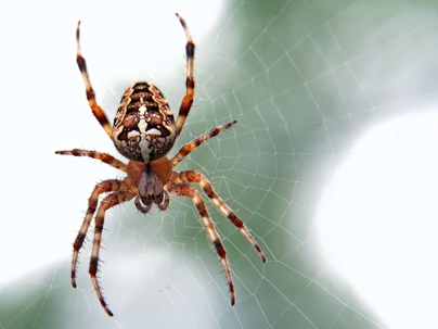 Spider on a spiderweb