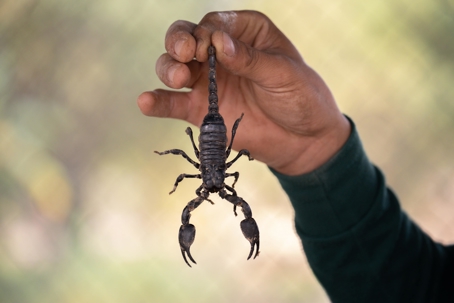 Hand holding a scorpion by the tail