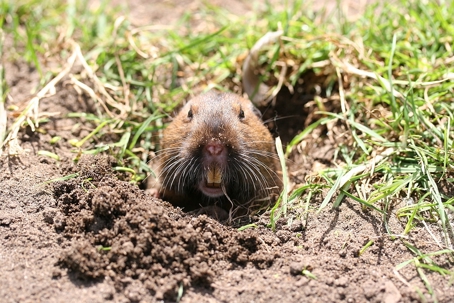 Gopher