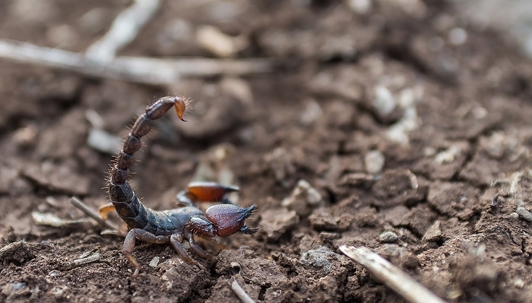 Scorpion