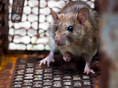 Rat