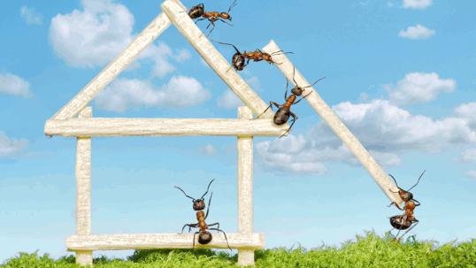 Ants building a house
