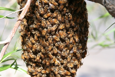 Bee Swarm