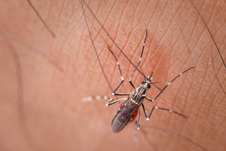 Close up picture of a mosquito