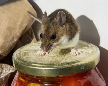 Rodent