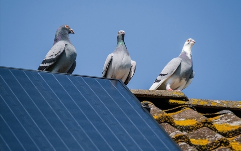 Pigeons