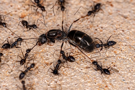Ants and their dead queen