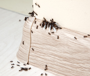Ants
