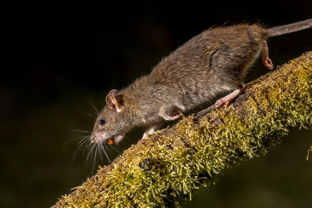 Rat on a tree