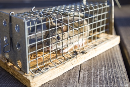Mouse in a cage