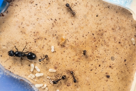 Ants
