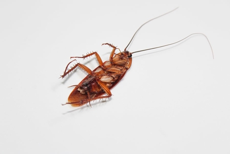 Dead cockroach