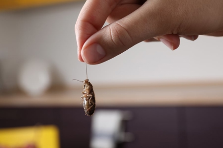 Dead cockroach