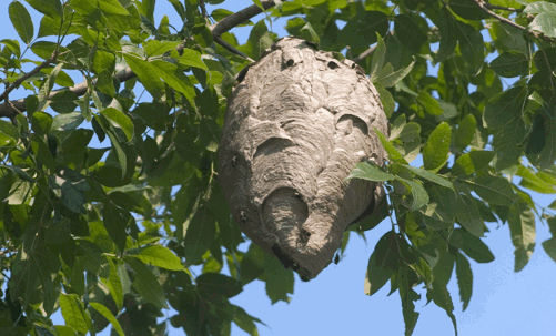 Beehive on a tree