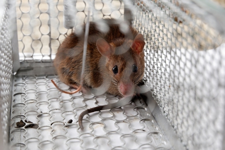 Captured rat