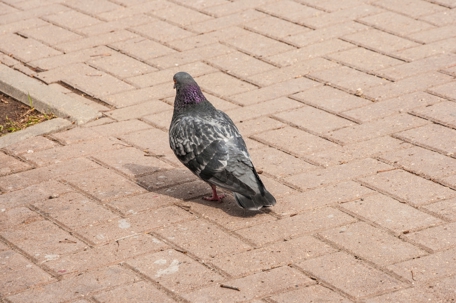 A pigeon