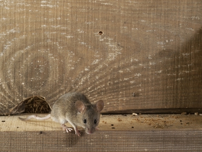 A mouse