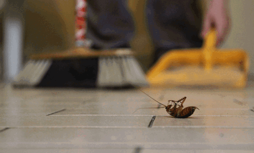 Dead cockroach