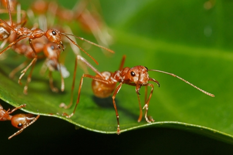 Ants