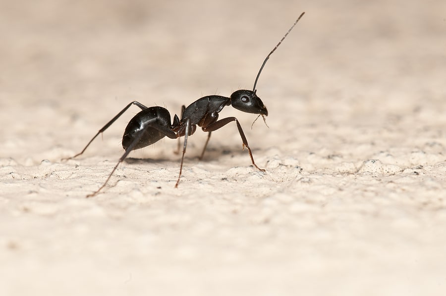 3 Common Types of House Ants in Arizona