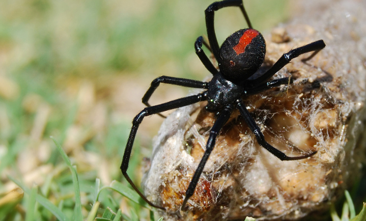 3 Crucial Steps to Take After a Spider Bite