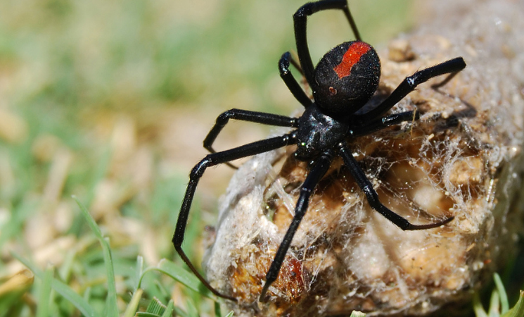 How to Treat Spider Bites at Home - Insight Pest Control