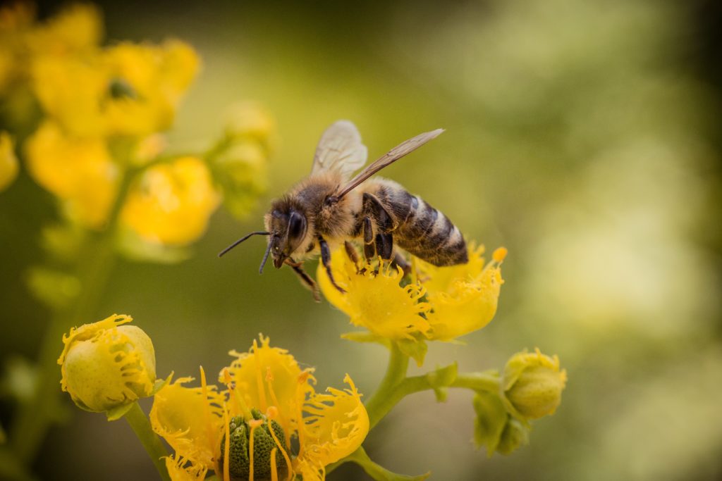 3 FAQs About Killer Bees
