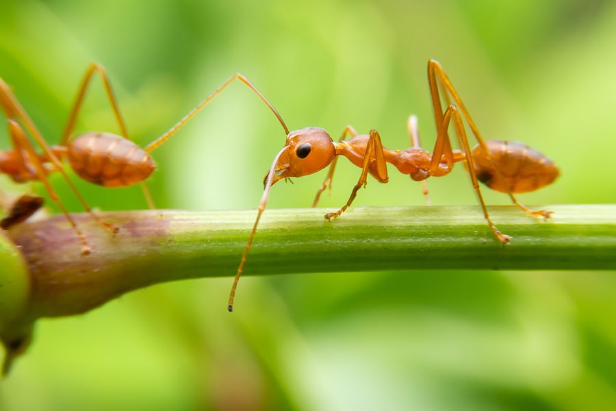 3 Facts About Fire Ants