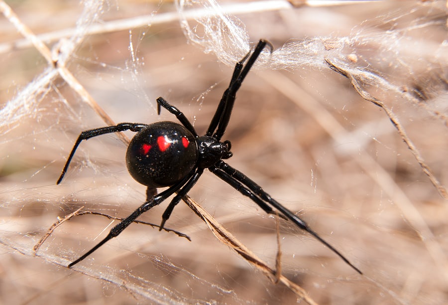 3 Insects Black Widows Love to Eat