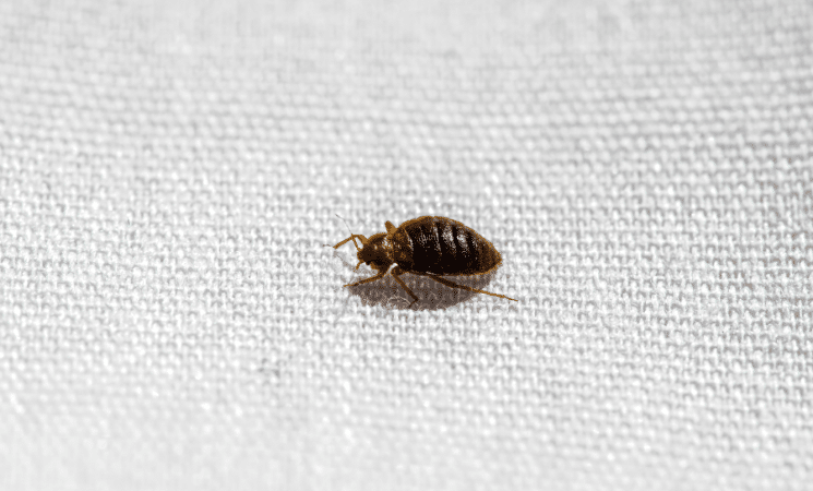 3 Interesting Facts About Bed Bugs