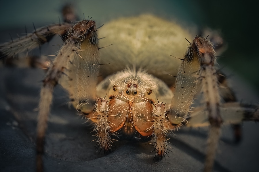 3 Little-Known Spider Facts That Make Your Skin Crawl