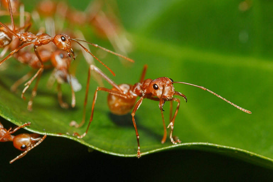 3 Natural Enemies of Ants