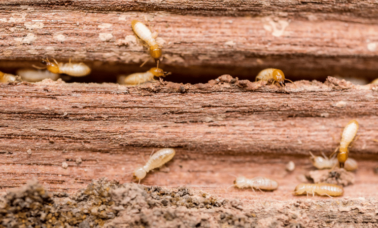 3 Reasons DIY Termite Control Fails