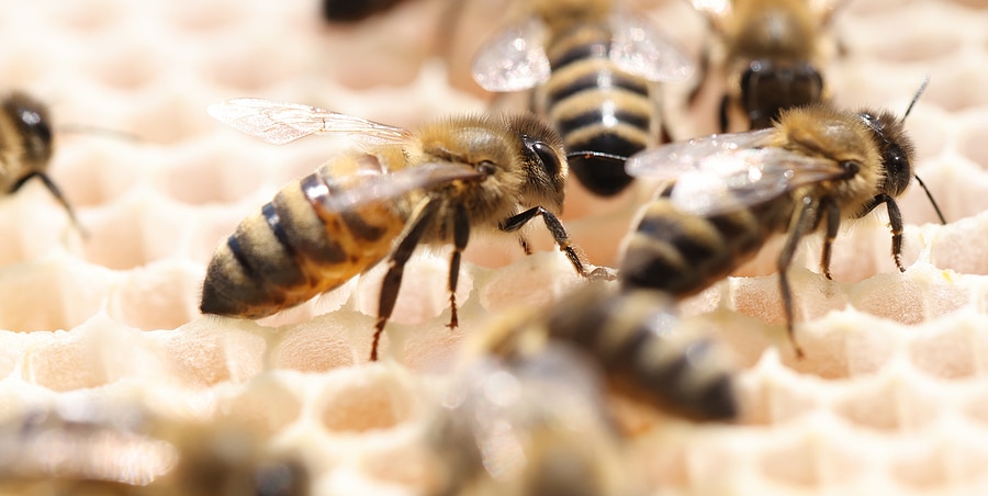 3 Steps to Take if You Find a Beehive