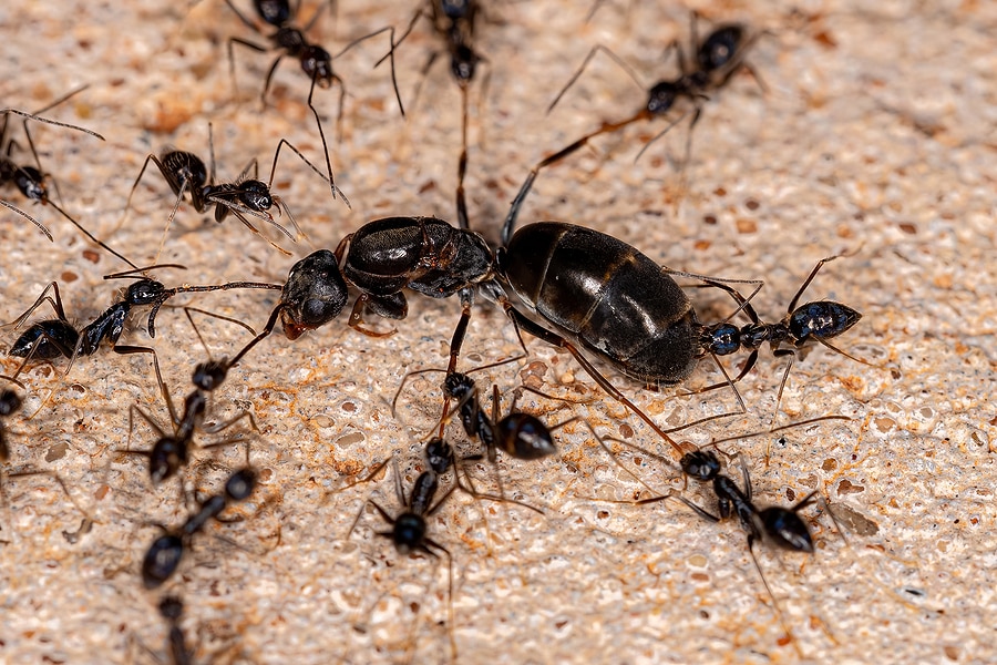 3 Things To Know About Queen Ants