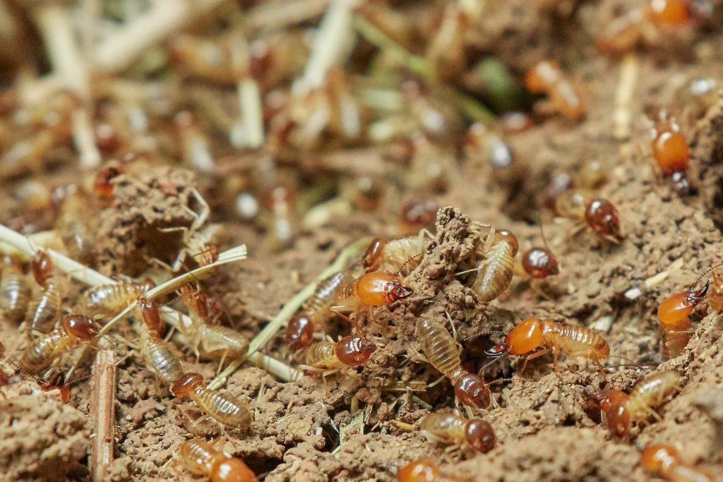 4 Signs of Termites