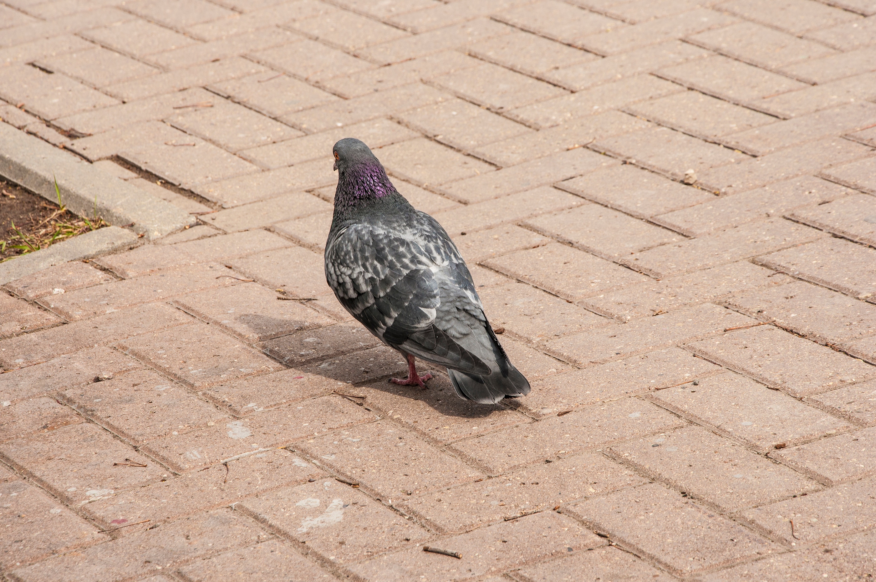 4 Types of Diseases Pigeons Carry