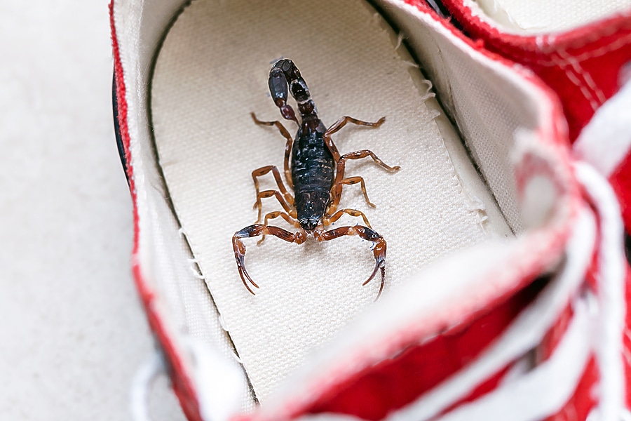 4 Ways to Keep Scorpions Out of Your Shoes