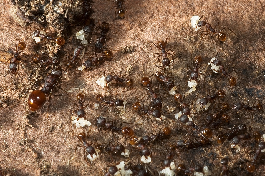 Are Ants Dangerous?