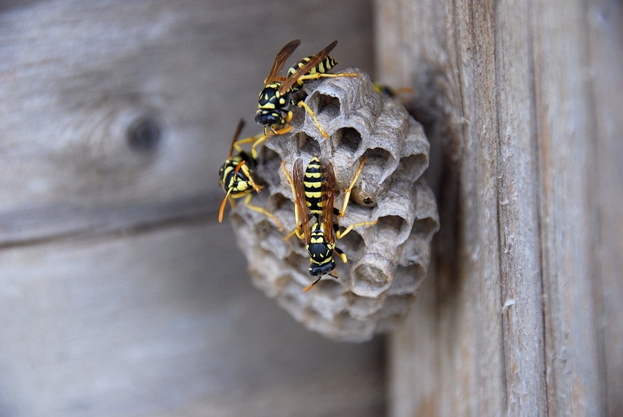 Bee Hive or Wasp Nest?