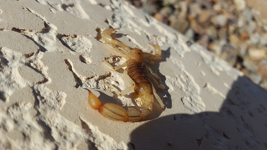 Common Prey for Scorpions in Your Home