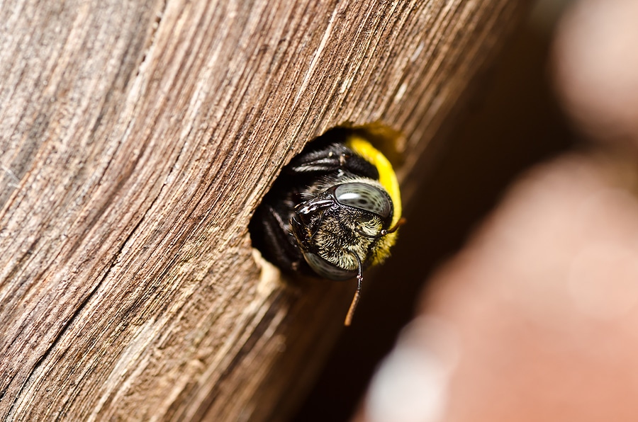 Do DIY Carpenter Bee Traps Actually Work?