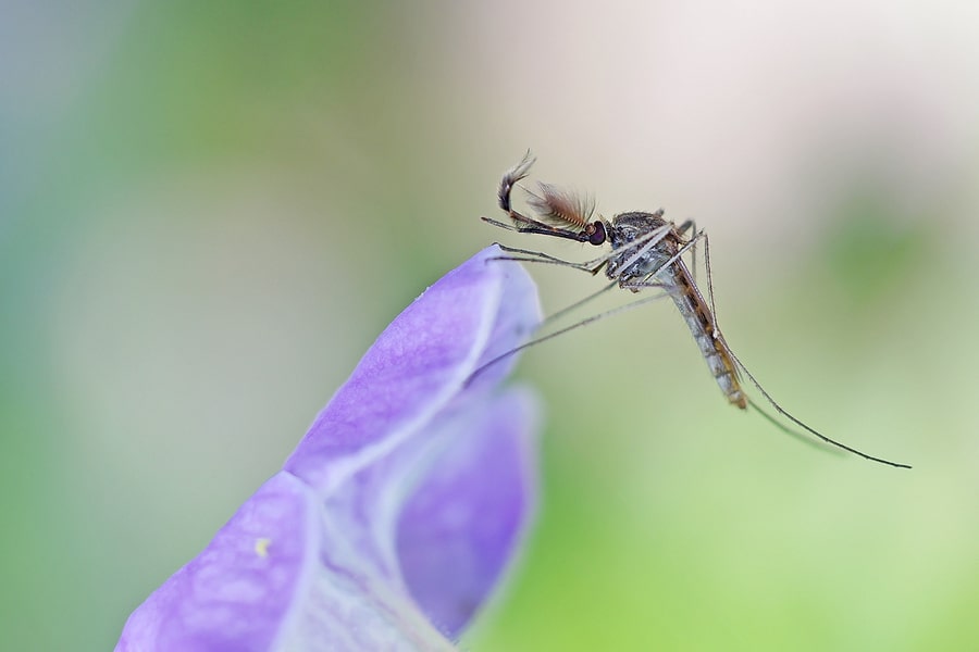 Exploring the Natural Predators of Mosquitos