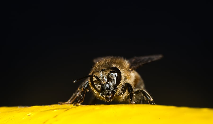 How to Handle Bee Stings and Allergies