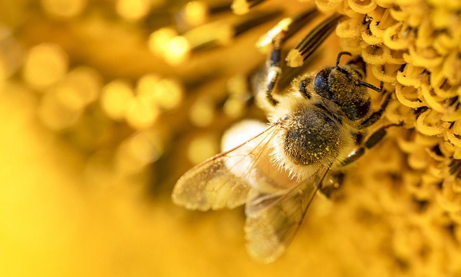 How to Identify Africanized Honey Bees