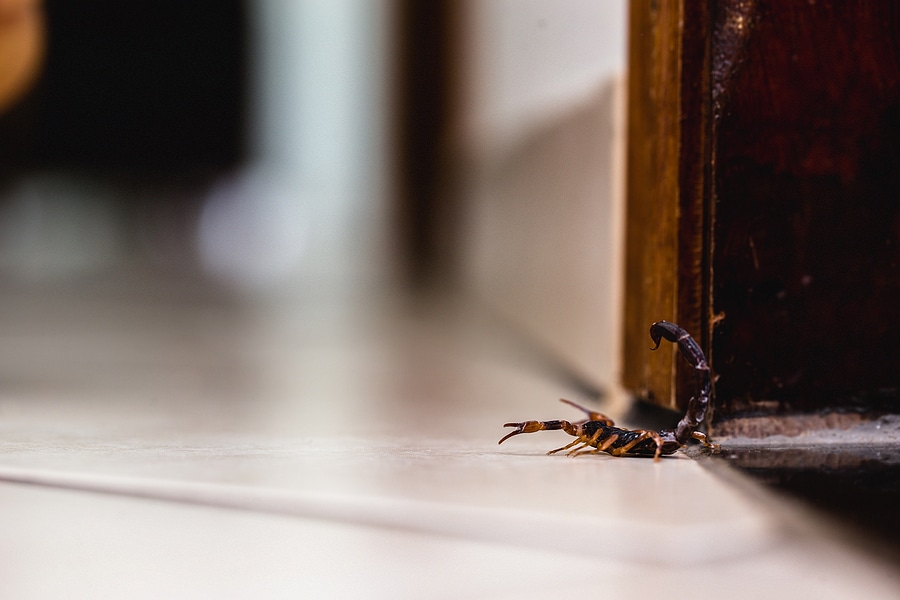 How to Remove Scorpions From Your Home Safely