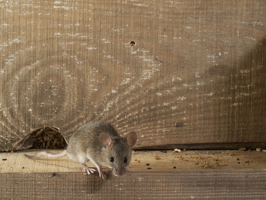 Long-Term Strategies for a Rodent-Free Home