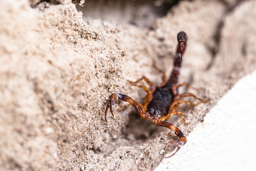 New to Arizona? What You Need to Know About Scorpions