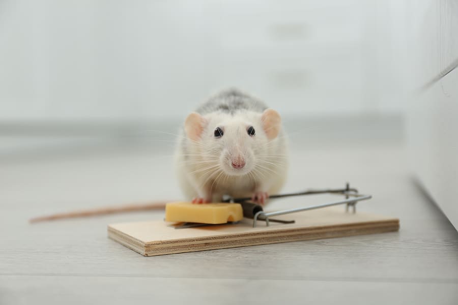 Our Top 5 Pest Control Tips for Homeowners