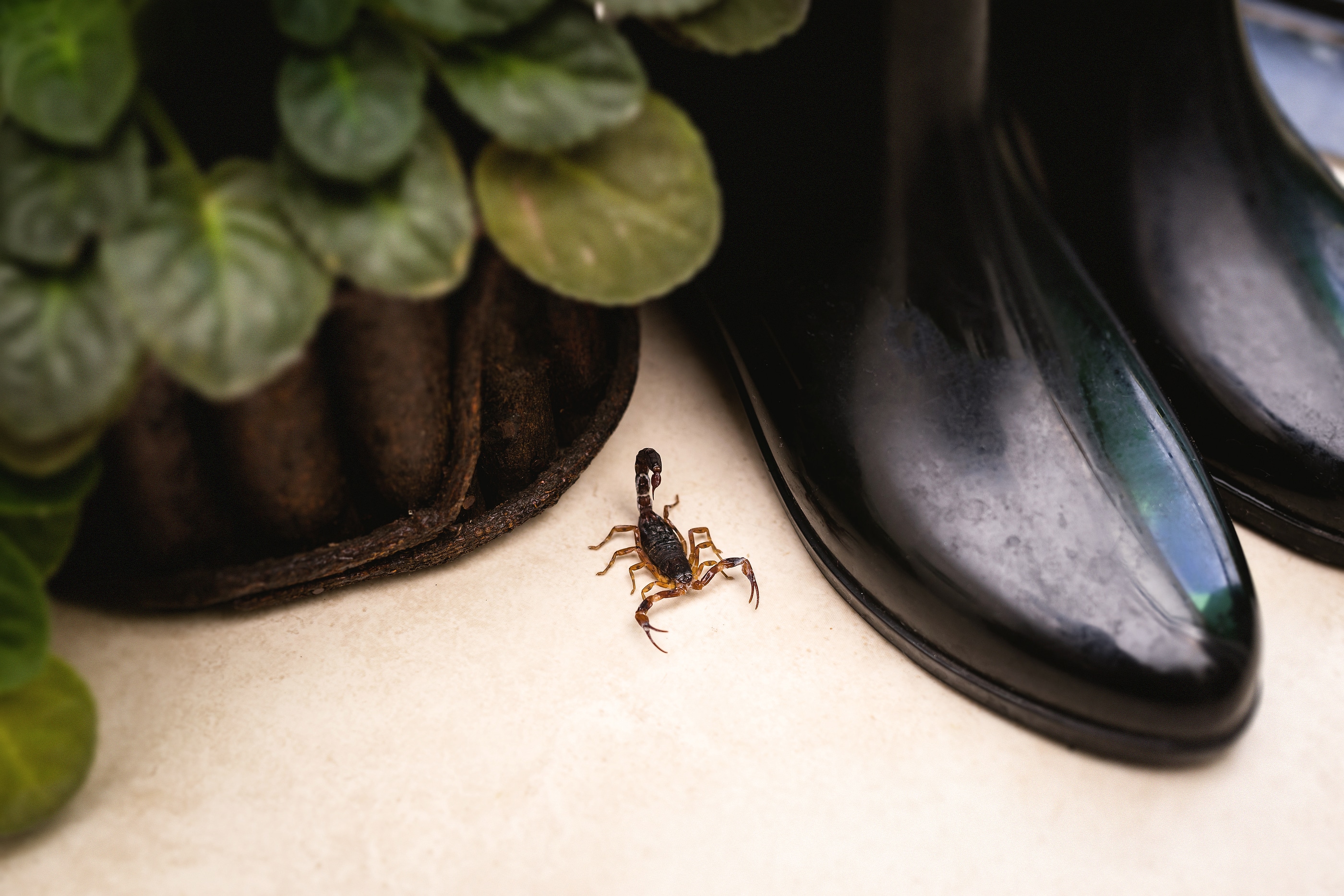 Pest Control – 3 Things You Need to Know